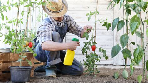 Use a large shovel to transfer the soil and the ants to the bucket. How to Get Rid of Ants in Vegetable Garden: A Complete ...