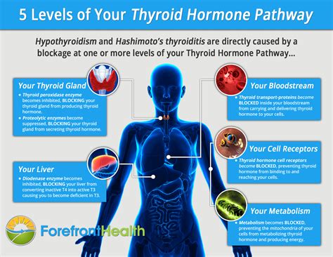 Foods For Hypothyroidism 5 Foods That Can Secretly Save Your Thyroid
