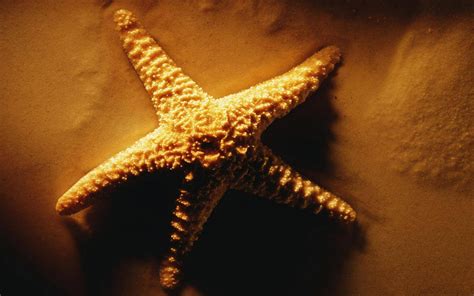 Animal Starfish Hd Wallpaper