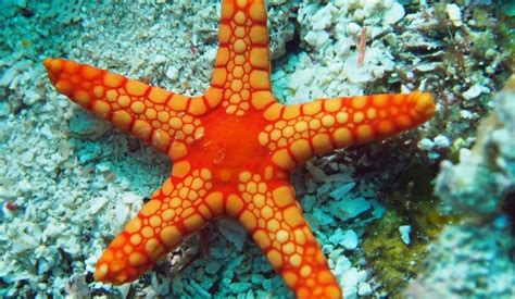 Saat ini tulisan yang tersaji di hadapan pembaca ini dengan dilengkapi gambar dari sumber terpercaya keakuratanya, semoga menambah lebih jelasnya bagi pembaca yang budiman akan jenis jenis ikan. 25++ Gambar Bintang Laut Kartun - Cari Gambar Keren HD