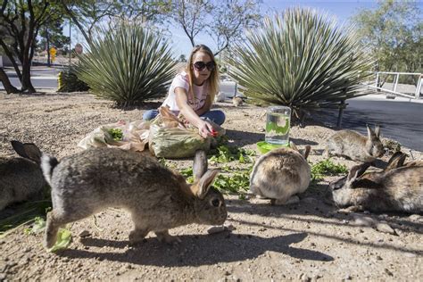 Las Vegas Feral Bunnies Create Problems For Groups Trying To Help Them