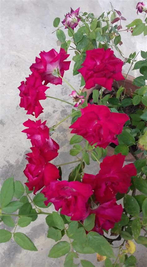 Tip Tanam Pokok Bunga Ros Dari Keratan Batang Lepas Semai Kena Sungkup