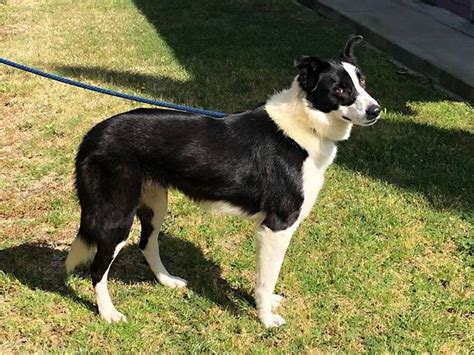 Border Collie Rescue And Adoption From Border Collies In Need Border
