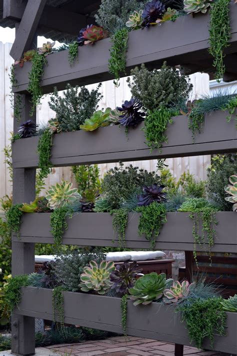 How to grow succulents in a balcony. Picture Of DIY vertical succulent wall