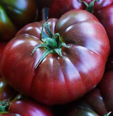 Sale Cherokee Purple Heirloom Beefsteak Slicer Tomato Rare Etsy