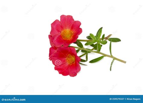 Moss Rose Purslane Flower Stock Image Image Of Nature 259579337