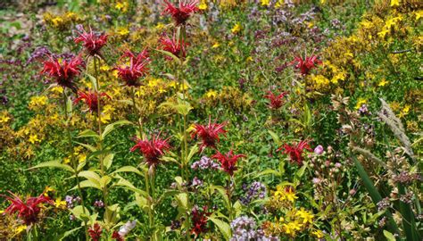 Maybe you would like to learn more about one of these? Naturnaher Garten