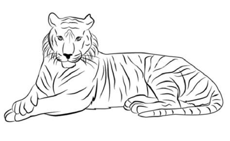 Sketsa Gambar Harimau Hitam Putih Keren 10 Contoh Ske Vrogue Co