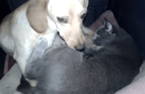 Cat Needs Place To Give Birth Then Pregnant Dog Shares Her Space So