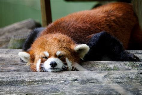 Stupid Red Panda By Eric Kilby Red Panda Cutest Animals On Earth