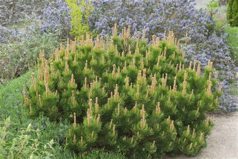 Pin Pitic Pinus Mugo Mughus De Vânzare Copaceiro Pepiniera Zalău