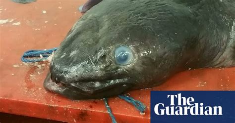 Giant Conger Eel Caught By Plymouth Fishermen World News The Guardian