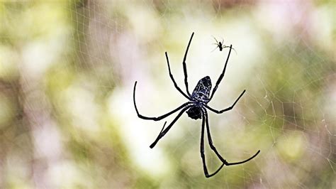 Clever Female Spiders Use ‘mating Plugs To Thwart Unwanted Sex