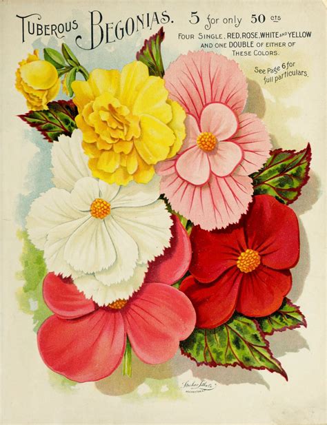 Vintage Garten Blumen Poster Kostenloses Stock Bild Public Domain