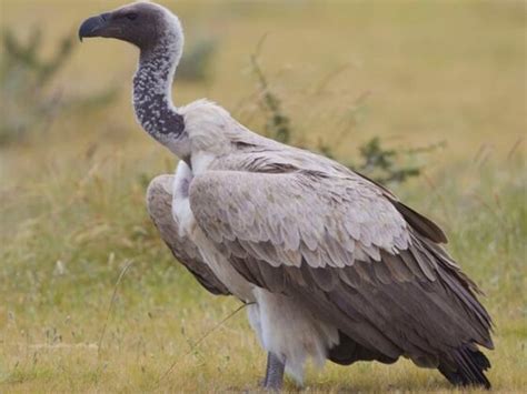 Mass Poisoning Of Vultures In Kruger Park Scrollaafrica