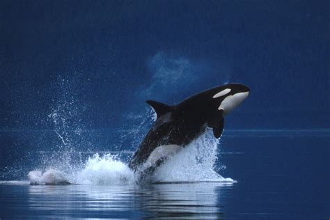 Killer Whale Wallpapers Top Free Killer Whale Backgrounds