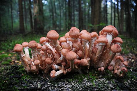 Armillaria Ostoyae The Ultimate Mushroom Guide 2 Recipes