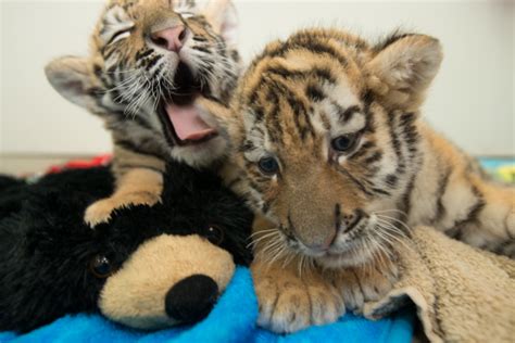 Rare Tiger Cubs Make Their Debut At The Columbus Zoo