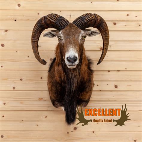 Excellent Mouflon Sheep Taxidermy Shoulder Mount Kg3024 Safariworks Decor