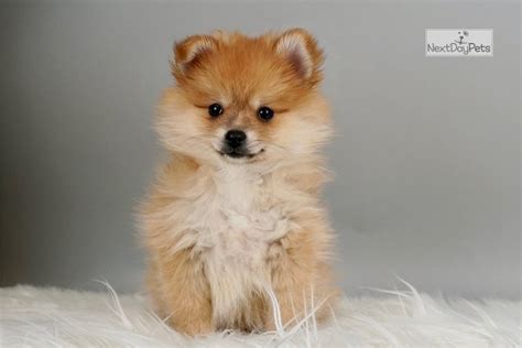 Our dogs and puppies have access to large play area where they get lots of tender loving care. Stacey: Pomeranian puppy for sale near Fort Wayne, Indiana. | 14d955c5f1