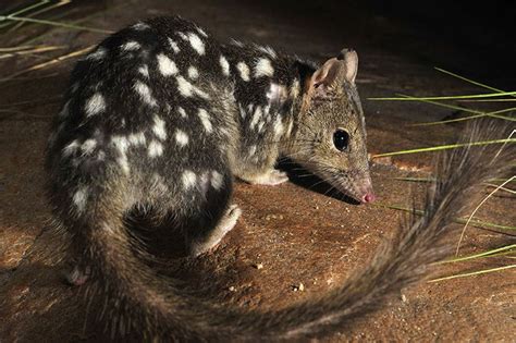 Northern Quoll Alchetron The Free Social Encyclopedia