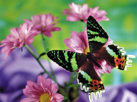 Butterflies Wallpapers And Amazing Facts We Love Nature