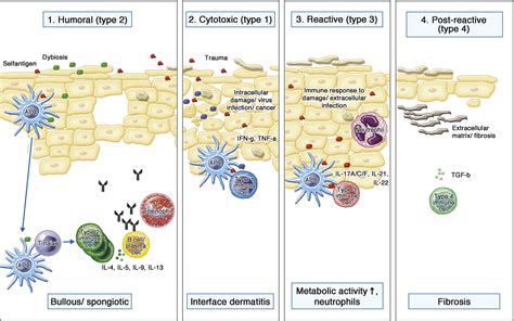 Mechanisms Of Skin Autoimmunity Cellular And Soluble Immune Components