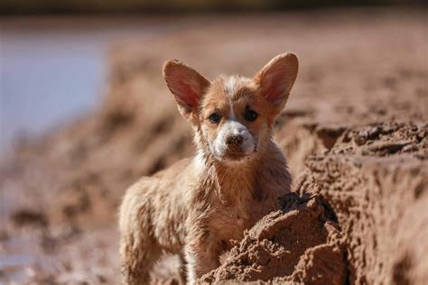 Mango Worms In Dogs: Symptoms, Causes, Treatments | Superb Dog