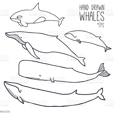 Hand Drawn Whales Set Stock Illustration Download Image Now Whale