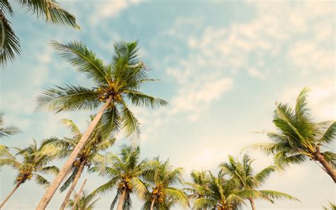 Download Wallpapers Palms With Coconuts Evening Sky Tropical Islands