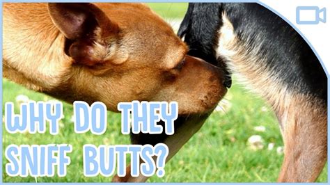 Why Do Dogs Sniff Each Others Butts Youtube
