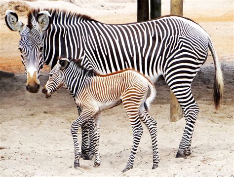 Endangered zebra foals born at Gulf Breeze Zoo - al.com