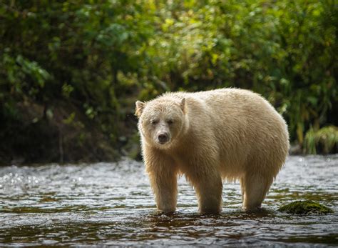 Great Bear Rainforest Spirit Bear