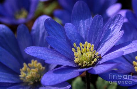 Blue Woodland Flower 2 Photograph By Kenny Glotfelty