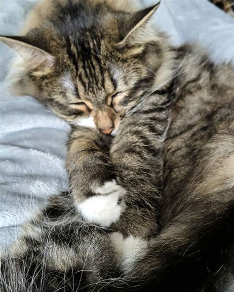 Pin By Kris Auderer On Cats Beautiful Cat Cat Breeds Kitten Lover