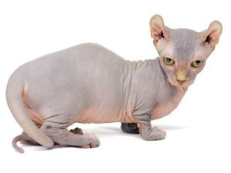 Cats Without Hair