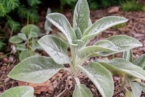 Lambs Ear Plant Care And Growing Guide