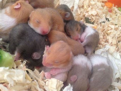 Baby Syrian Hamsters Only 7 Left Walsall West Midlands Baby
