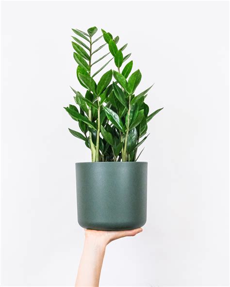 Easy House Plants Low Maintenance Forgiving And Wonderfully