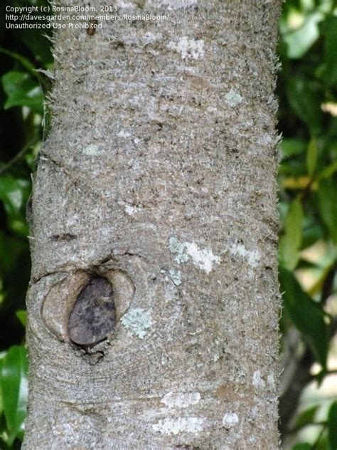 Small mammals and deer eat young sweet gum saplings and foliage. PlantFiles Pictures: Formosa Sweetgum, Sweet Gum ...
