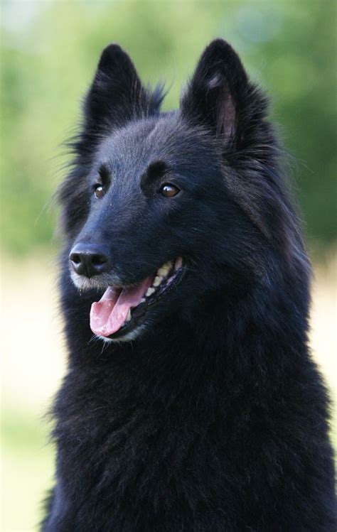 9 Dog Breeds That Are Amazingly Similar To German Shepherds