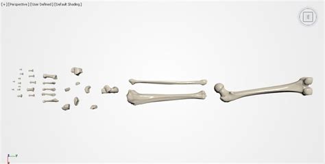 3d Printable Model Human Leg Bones Realistic Articulated