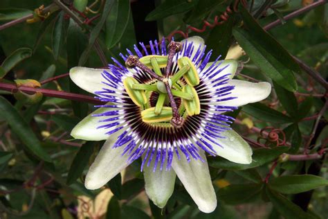 John And Sigrids Adventures Passion Flower