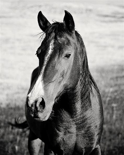 Classic Horse Portrait In Black And White Equestrian Art Etsy In 2021