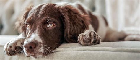 Болезни мочевого пузыря у собак | Royal Canin