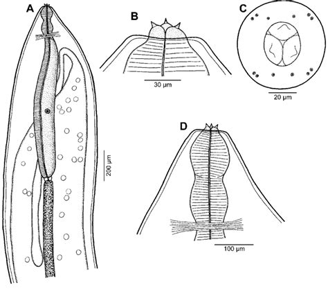 Philometra Tricornuta N Sp Subgravid Female A Anterior End Of