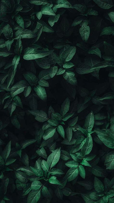 Green Leaves Wallpapers Top Những Hình Ảnh Đẹp