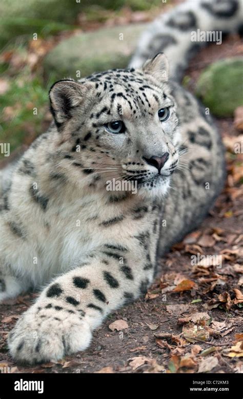 Leopard Tail Stock Photos And Leopard Tail Stock Images Alamy