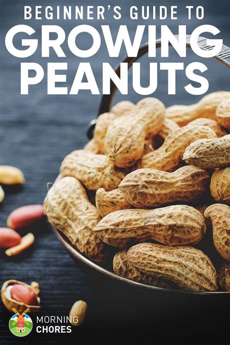 Growing Peanuts The Complete Guide To Plant Grow And Harvest Peanuts
