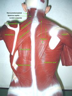 Human torso model 28cm human internal organs human anatomy. 1000+ images about Anatomy lab 2 on Pinterest | Human ...